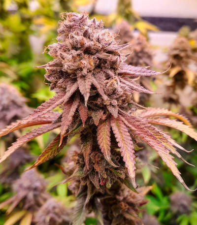 Семена сорта Ultimate Mimosa fem (Семяныч)