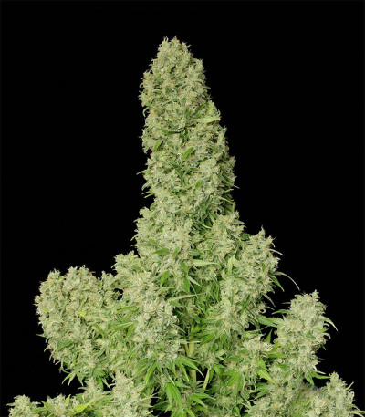 Семена сорта White Russian fem (Семяныч)