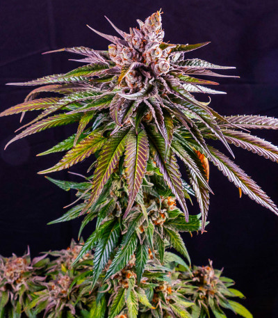 Семена сорта Kush Mintz fem (Barney's Farm)