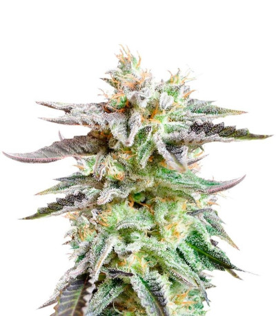 Семена сорта Sugar Black Rose fem (Delicious Seeds)