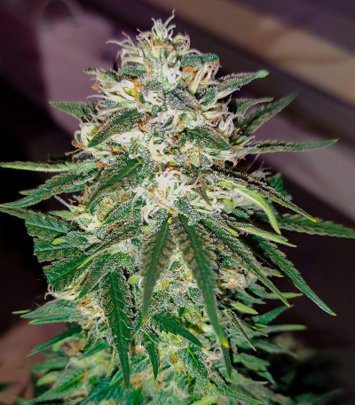 Семена сорта Bruce Banner #3 fem (Herbies Seeds)