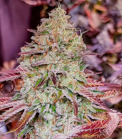 Семена сорта Gelato #45 fem (Barney's Farm)