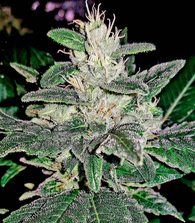 Семена сорта Kritikal-K fem