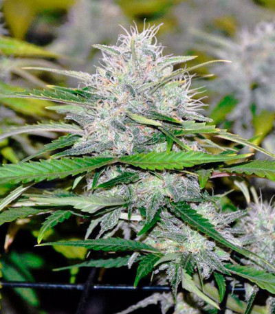 Семена сорта Cream Mandarine XL Auto fem (Sweet Seeds)