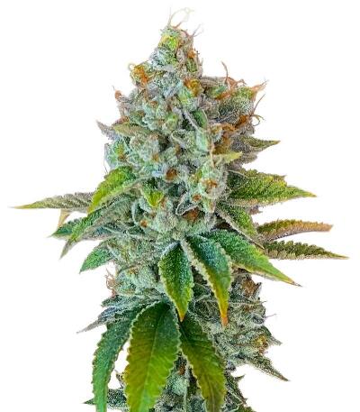 Семена сорта Louis XIII fem (7CH American)