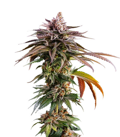 Семена сорта Kush Mintz fem (Barney's Farm)