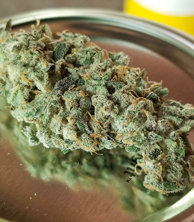 Семена сорта Auto Gorilla Blue fem (Advanced Seeds)