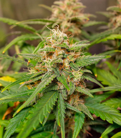 Семена сорта CBD Apple Betty Auto fem (Herbies Seeds)