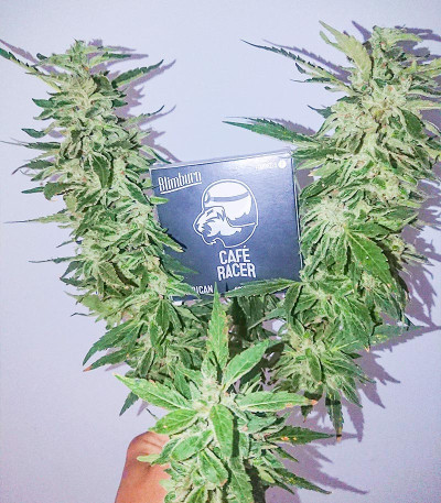 Семена сорта Cafe Racer (Blimburn Seeds)