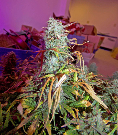 Семена сорта Critical Jack Autoflowering fem (Dinafem Seeds)