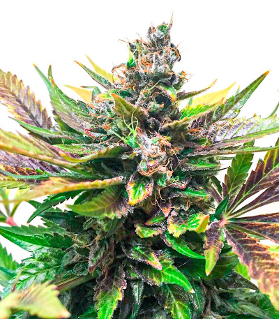 Семена сорта K-2 fem (Nirvana Seeds)