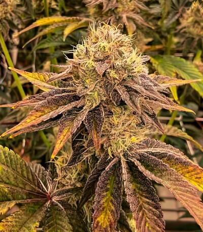 Семена сорта Mandarin Cookies fem (7CH American)