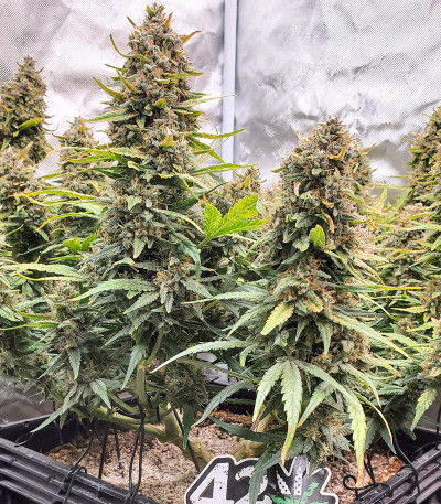 Семена сорта Original Big Bud Auto fem (FastBuds)