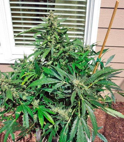 Семена сорта Sour Diesel Auto fem (Humboldt Seeds)