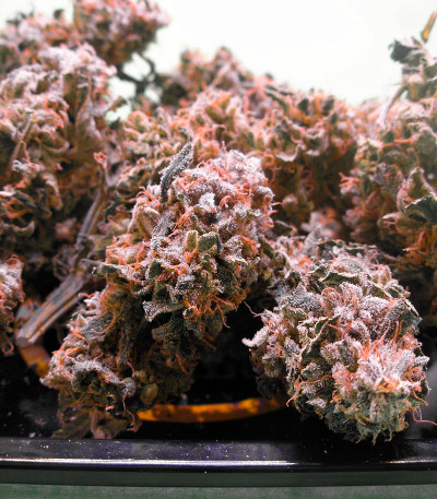 Семена сорта Strawberry Cream fem (Sumo Seeds)