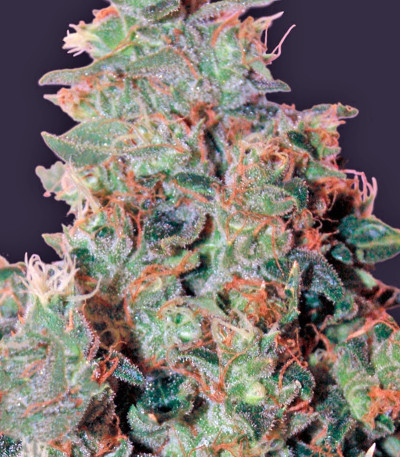 Семена сорта Tangerine Dream fem (Barney's Farm)
