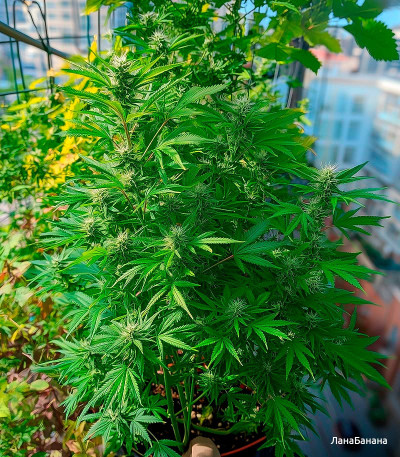 Семена сорта Gorilla Zkittlez fem (Семяныч)