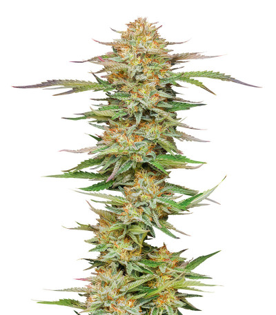 Семена сорта Orange Creampop fem (Humboldt Seed Company)