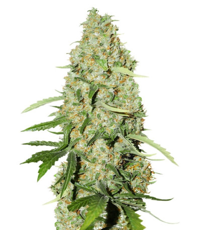 Семена Think Fast шишки