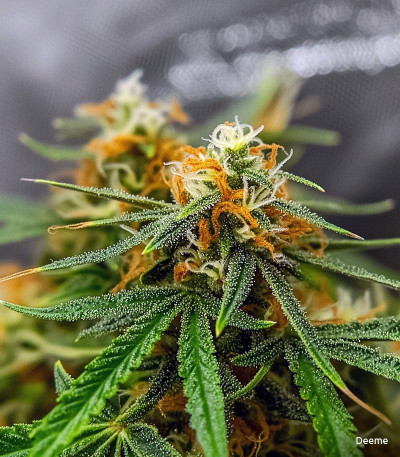 Семена сорта Auto Orange Bud fem (Dutch Passion)