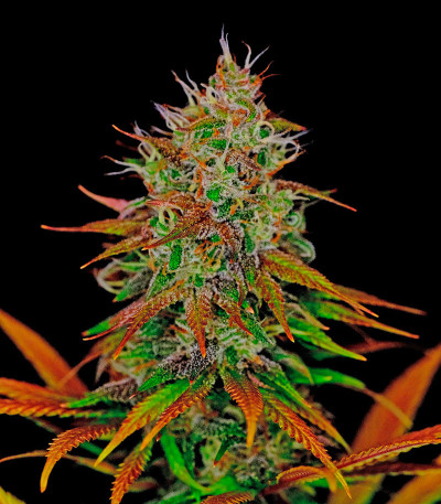 Семена сорта Tropicanna Poison F1 Fast Version (Sweet Seeds)