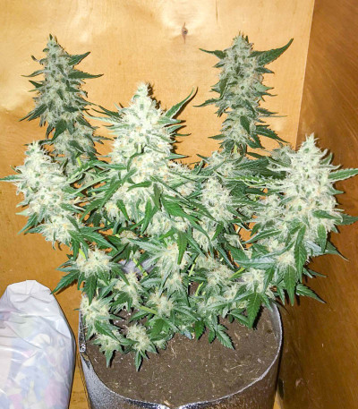 Семена сорта Euforia X fem (Семяныч)