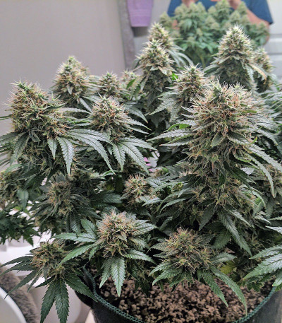 Семена сорта Kalashnikova fem