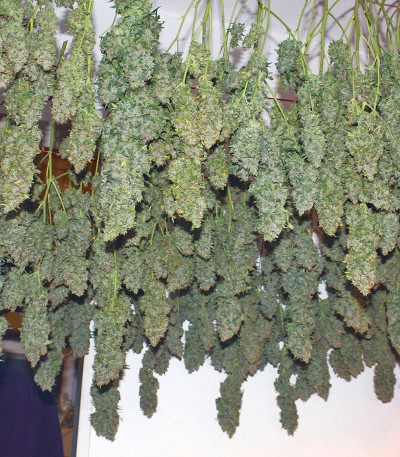 Семена сорта Power Plant reg (Dutch Passion)