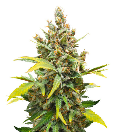 Семена сорта CBD Apple Betty Auto fem (Herbies Seeds)