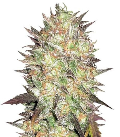 Семена сорта Auto Lavender Best fem