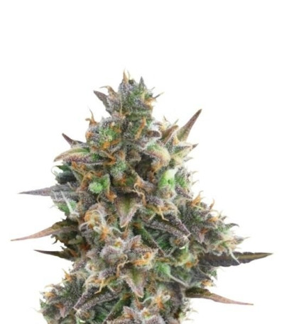 Семена сорта Royal Bluematic Auto fem (Royal Queen Seeds)