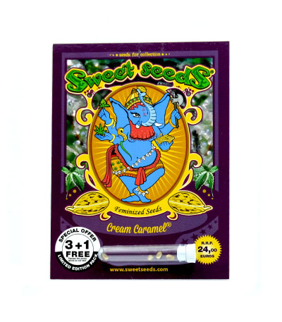 Семена сорта Cream Caramel fem (Sweet Seeds)