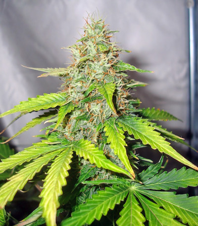 Семена сорта Buddha Deimos auto fem