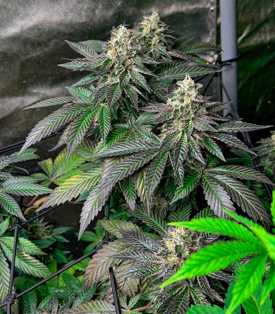 Семена сорта Golden Sands fem (Humboldt Seed Company)