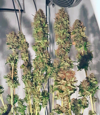 Семена сорта Acid fem (Paradise Seeds)