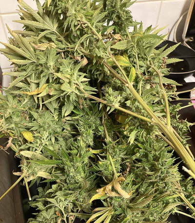 Семена сорта Bubble Gum Sherb fem (Blimburn Seeds)