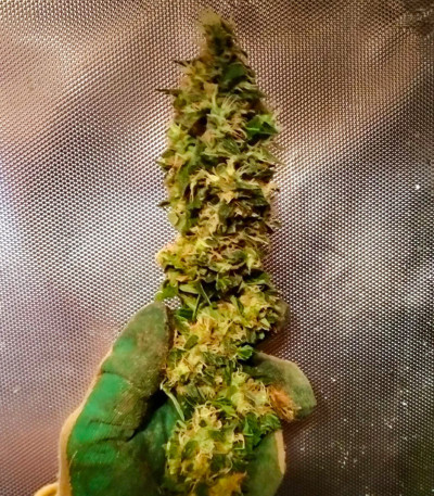 Семена сорта Critical Kali Mist fem (Delicious Seeds)