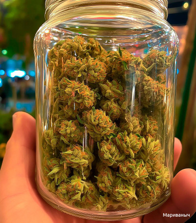 Семена сорта Amnesia Lemon Auto fem (Семяныч)