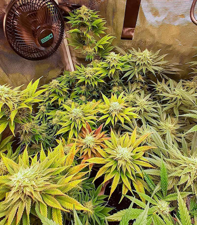 Семена конопли сорта Pink Rozay Auto