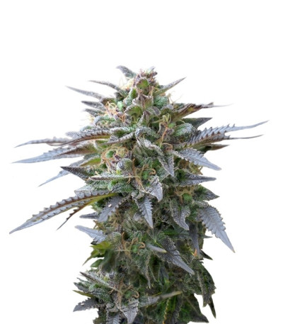 Семена сорта Blue Mystic fem (Royal Queen Seeds)