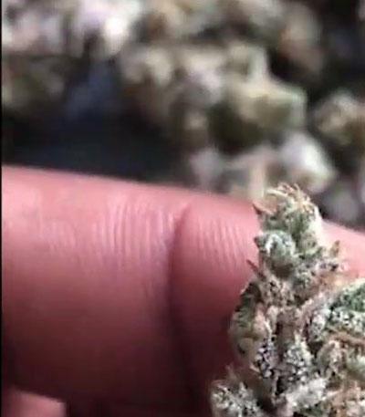 Семена сорта Gorilla Auto fem (Glue auto)