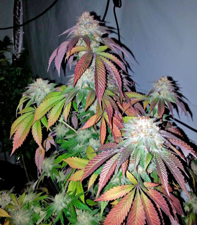 Семена каннабиса Amnesia Kush