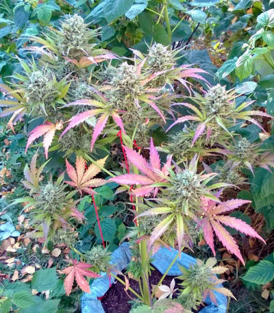 Семена сорта Auto Whiteberry fem (Paradise Seeds)