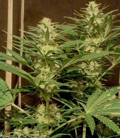 Семена сорта Critical Sensi Star fem (Delicious Seeds)