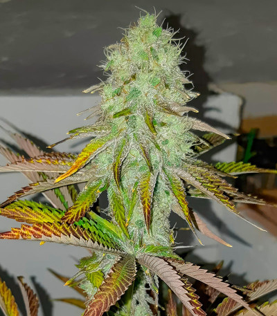 Семена сорта Ethos Cookies R2 fem (Ethos Genetics)