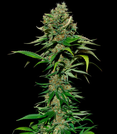 Семена сорта Excalibur fem