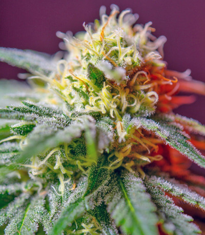 Семена сорта Killer Kush F1 Fast Version fem (Sweet Seeds)