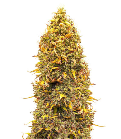 Семена сорта Orange Buddy Auto fem (Herbies Seeds)