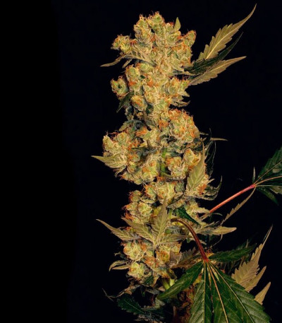 Семена сорта Ak 47 fem (Семяныч)