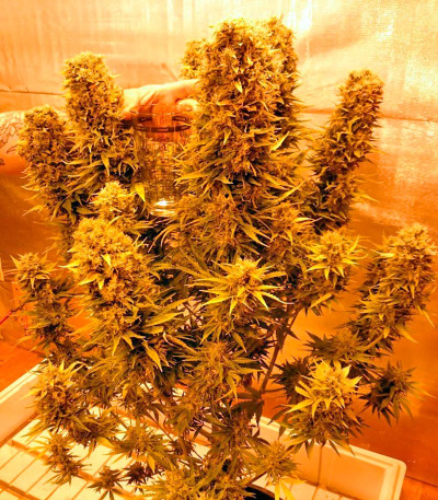 Семена сорта Budzilla fem (Heavyweight Seeds)